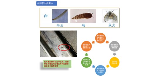 蟑螂防治對(duì)策有哪些？